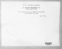 Caeoma negerianum image
